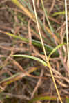 Longleaf sunflower